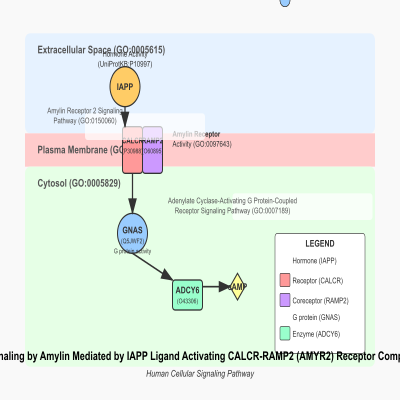 FIG-66a3e0bb00001882-Signaling_by_Amylin_mediated_by_IAPP_ligand_activating_CALCR_RAMP2__AMYR2__receptor_complex__Human_