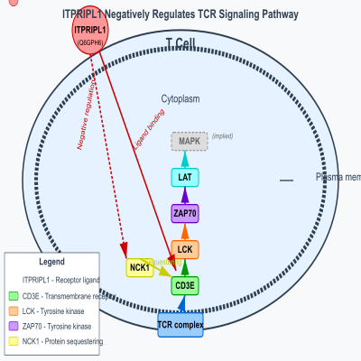 FIG-66a3e0bb00002104-ITPRIPL1_is_a_ligand_of_CD3E_that_negatively_regulates_TCR_signaling_pathway___Human_