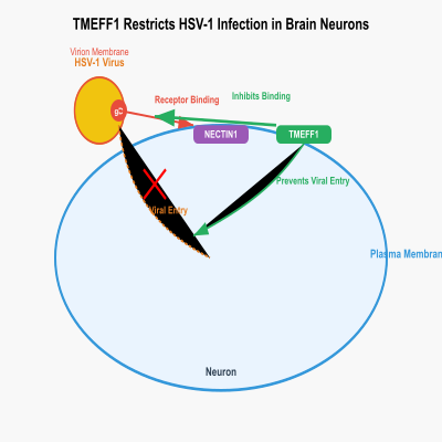 FIG-66a3e0bb00002740-TMEFF1_restricts_herpes_simplex_virus_1__HHV_1__infection_in_the_brain_by_blocking_the_association_between_NECTIN1_and_the_viral_envelope_glycoprotein_D__Human__