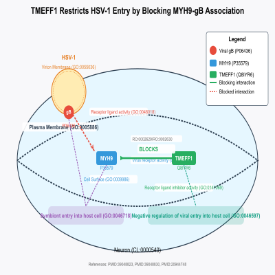 FIG-66a3e0bb00002776-TMEFF1_restricts_herpes_simplex_virus_1__HHV_1__in_the_brain_by_blocking_the_association_between_MYH9_and_the_viral_envelope_glycoprotein_B__Human__