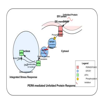 FIG-66b5638000000624-Activation_of_the_integrated_stress_response_via_activation_of_EIF2AK3_PERK_in_response_to_unfolded_protein_response__Human__