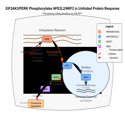 FIG-66b5638000000873-EIF2AK3_PERK_phosphorylates_NFE2L2_NRF2_in_response_to_unfolded_protein_response__preventing_the_ubiquitination_of_NFE2L2_NRF2_by_KEAP1__Human__