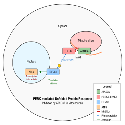 FIG-66b5638000001329-ATAD3A_inhibits_the_PERK_mediated_unfolded_protein_response_in_mitochondria_by_inhibiting_EIF2AK3_PERK__Human__