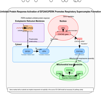 FIG-66b5638000001589-Activation_of_the_integrated_stress_response_via_activation_of_EIF2AK3_PERK_in_response_to_unfolded_protein_response_promotes_expression_of_COX7A2L_SCAF1__increasing_formation_of_respiratory_chain_supercomplexes__Human__