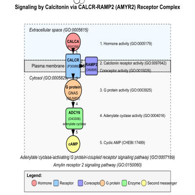 FIG-66b5638000001665-Signaling_by_Calcitonin_mediated_by_CALCA_CT_ligand_activating_CALCR_RAMP2___AMYR2__receptor_complex__Human_