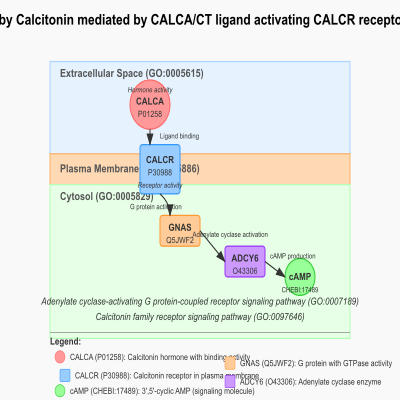 FIG-66b5638000001772-Signaling_by_Calcitonin_mediated_by_CALCA_CT_ligand_activating_CALCR_receptor__Human_