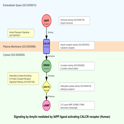 FIG-66b5638000001825-Signaling_by_Amylin_mediated_by_IAPP_ligand_activating_CALCR__receptor__Human_