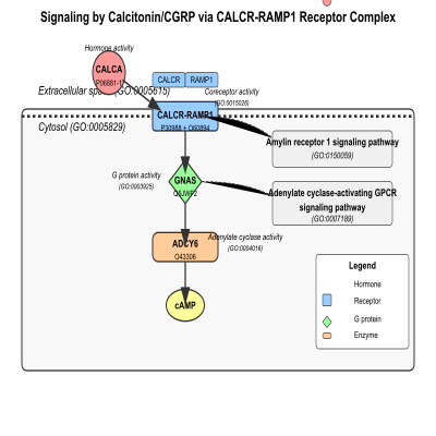 FIG-66c7d41500000163-Signaling_by_Calcitonin_CGRP_mediated_by_CALCA_CGRP1_ligand_activating_CALCR_RAMP1__AMYR1__receptor_complex__Human_