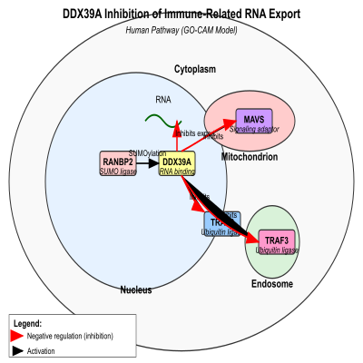 FIG-66c7d41500002513-DDX39A_inhibition_of_immune_related_RNA_export_to_the_cytoplasm__Human_