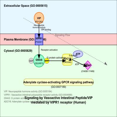 FIG-66e382fb00000178-Signaling_by_Vasoactive_Intestinal_Peptide_VIP_mediated_by_VIPR1_receptor__Human_