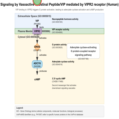 FIG-66e382fb00000254-Signaling_by_Vasoactive_Intestinal_Peptide_VIP_mediated_by_VIPR2_receptor__Human_