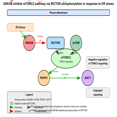 FIG-66e382fb00001531-GSK3B_inhibits_the_mTORC2_pathway_by_mediating_phosphorylation_of_RICTOR_in_response_to_endoplasmic_reticulum_stress__Human__