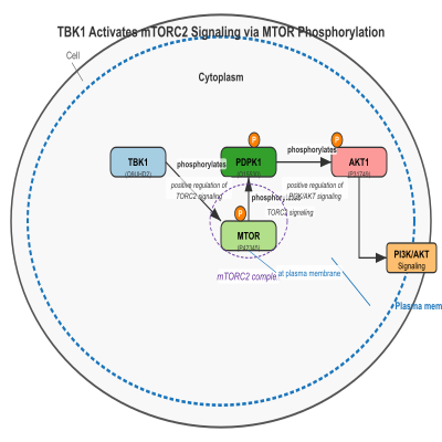 FIG-66e382fb00002599-TBK1_activates_the_mTORC2_signaling_by_mediating_phosphorylation_of_MTOR__Human__