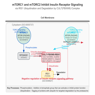 FIG-66e382fb00002662-mTORC1_and_mTORC2_inhibit_insulin_receptor_signaling_by_promoting_ubiquitination_and_degradation_of_IRS1_by_the_CUL7_FBXW8__complex__Human__