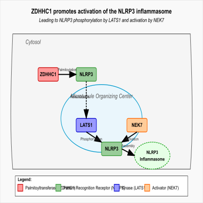 FIG-66e382fb00002738-ZDHHC1_promotes_activation_of_the_NLRP3_inflammasome_by_mediating_palmitoylation_of_NLRP3__leading_to_NLRP3_phosphorylation_by_LATS1_and_activation_of_NLRP3_by_NEK7___Human_