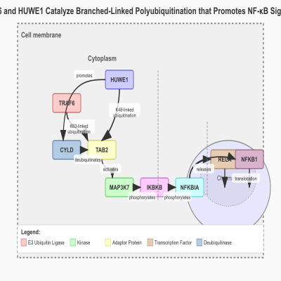 FIG-66f5faaa00000112-TRAF6_and_HUWE1_catalyze_branched_linked_polyubiquitination_that_promote_NF_kappa_B_signaling__Human__